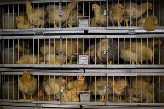 Chiny: Pierwsze na świecie zakażenie człowieka ptasią grypą H10N3