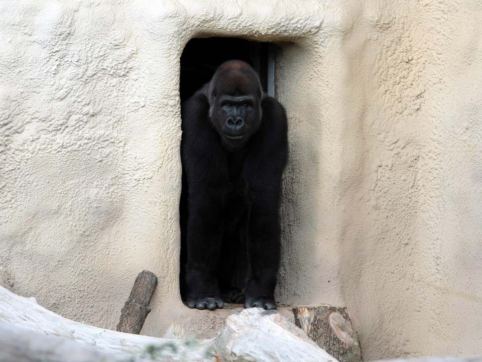 WARSZAWA ZOO GORYLE