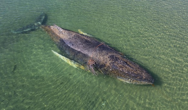 Nasukani kit u nemačkom zalivu Libek 23. marta | Foto: EPA/Sea Shepherd