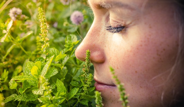 Mirisi se prvo hvataju posebnim olfaktornim nervnim ćelijama u nosu