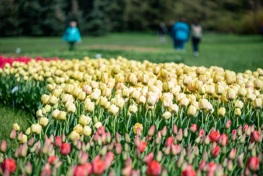 Tulipany w ogrodzie botanicznym maj 2021