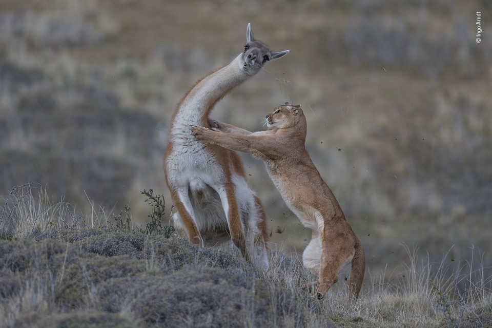 Zwycięskie zdjęcie Wildlife Photographer of the Year 2019 - kategoria "Ssaki", autor Ingo Arndt