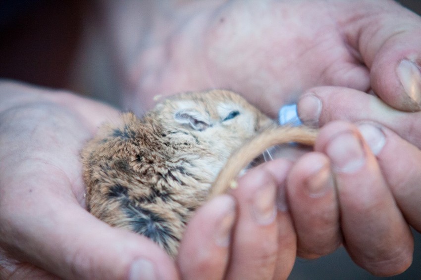 Ko bi rekao da je ova umiljata životinjica igrala ulogu u smrti miliona ljudi