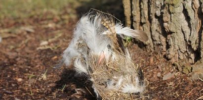 Się dzieje! Zoo czyści budki lęgowe ptaków