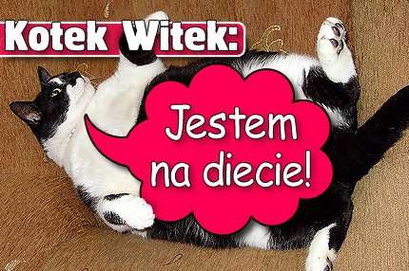 Kotek Witek: Jestem na diecie!