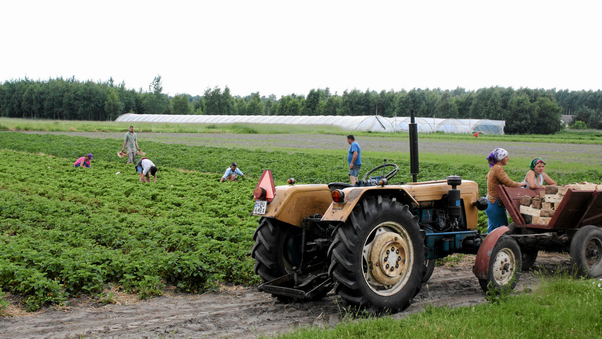 Warmia i Mazury ciągle na niechlubnym pierwszym miejscu w Polsce pod względem liczby wypadków w rolnictwie. Od początku roku w regionie wypadkom uległo 247 rolników, w tym jeden stracił życie.