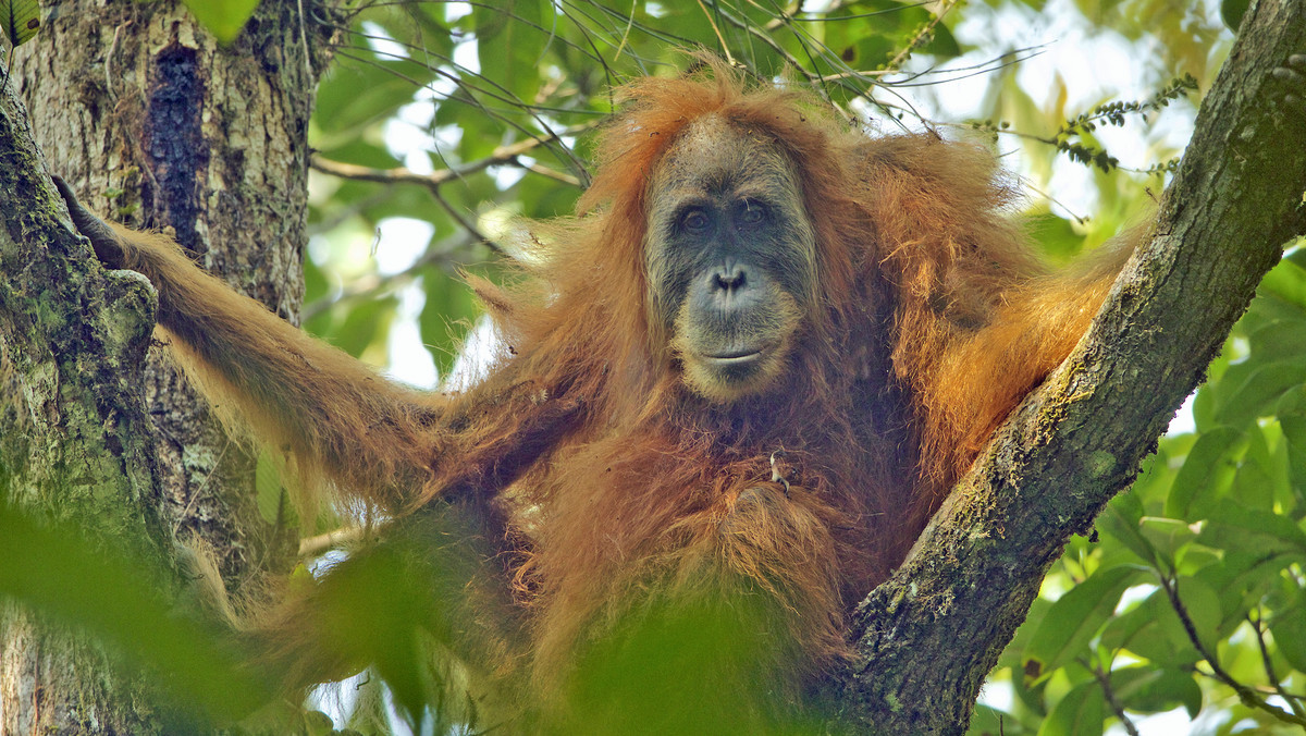 Orangutan tapanuli na skraju wymarcia 