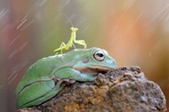 FROG AND MANTIS FRIENDS / FROG AND MANTIS FRIENDS /1233794