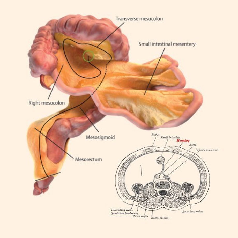 Po angielsku krezka to "mesentery"