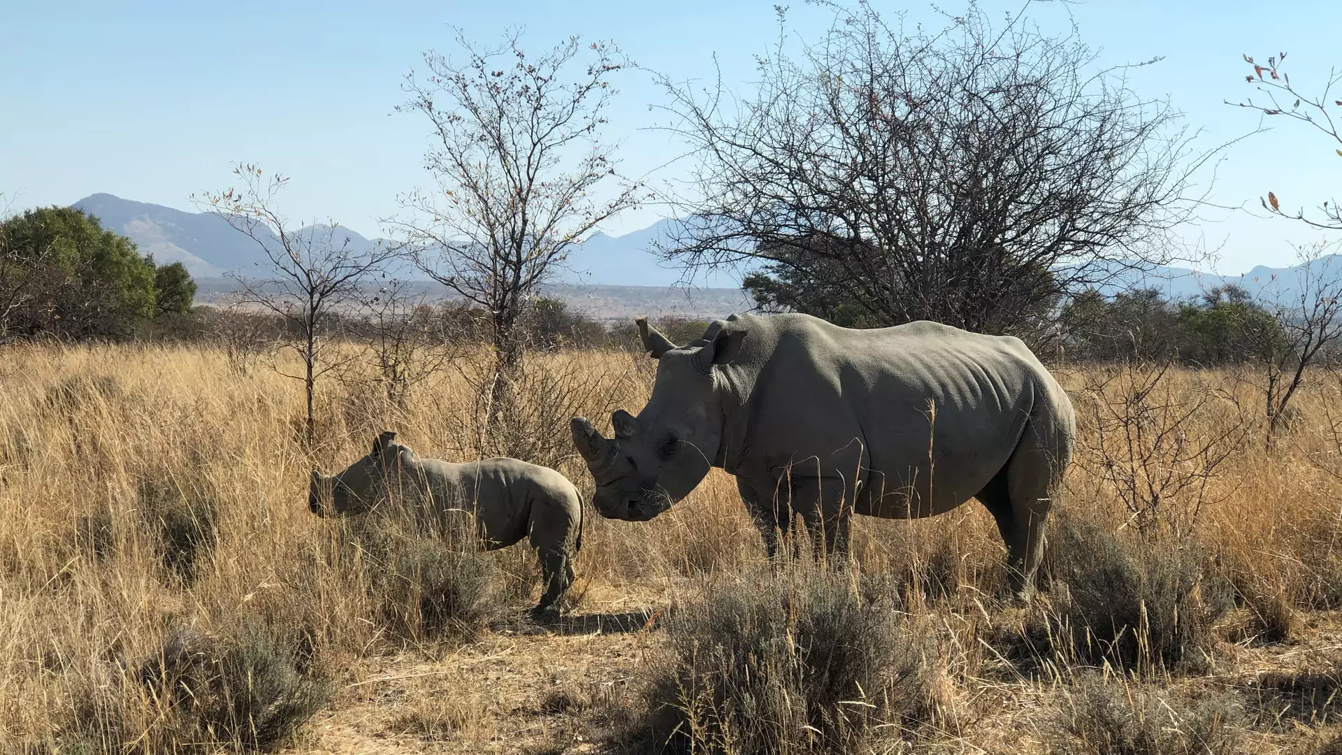 Na konwencji myśliwskiej w USA oferowano polowanie na zagrożone wyginięciem gatunki nosorożca i słonia