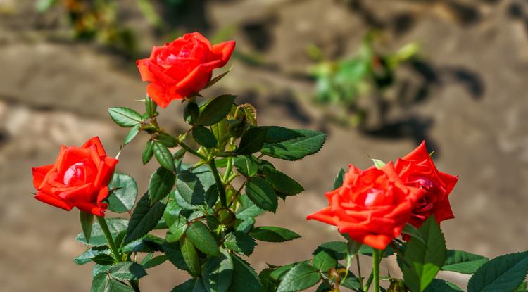 Így lesz neked is csodálatos a rózsád. Fotó: Getty Images