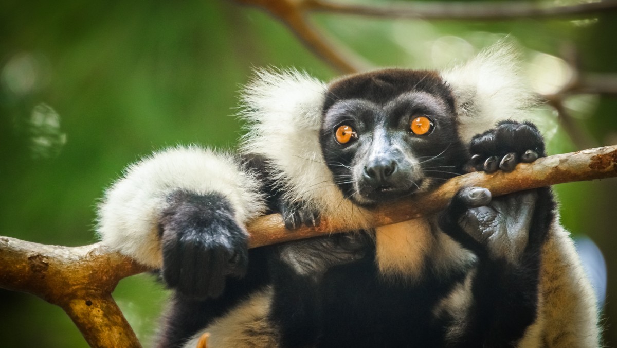 Lemurzyca z Zamościa ma dziś "100" urodziny. Właśnie została mamą
