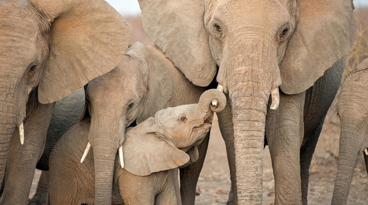 A kiselefánt nem tudott elszakadni mamájától / Fotó: Profimedia-Reddot