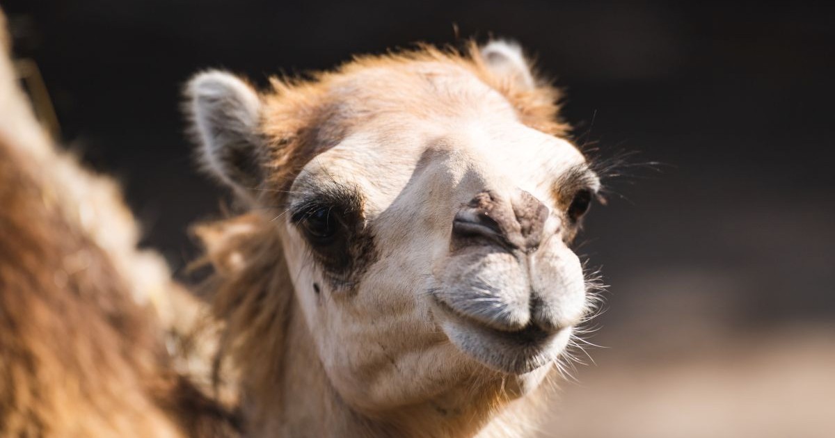 Zoo zaprasza na posiłki wielbłądów
