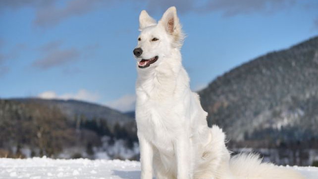 Owczarek szwajcarski - pies przypominający wilkora
