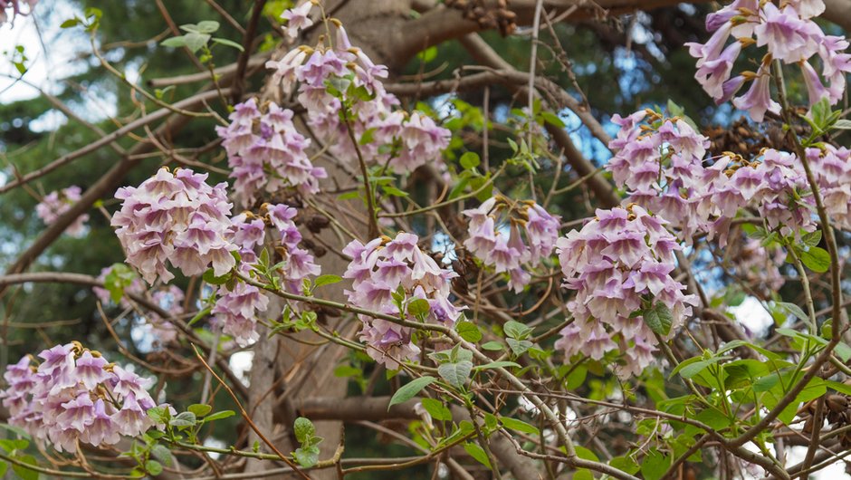 Drzewo z rodziny Paulowniaceae