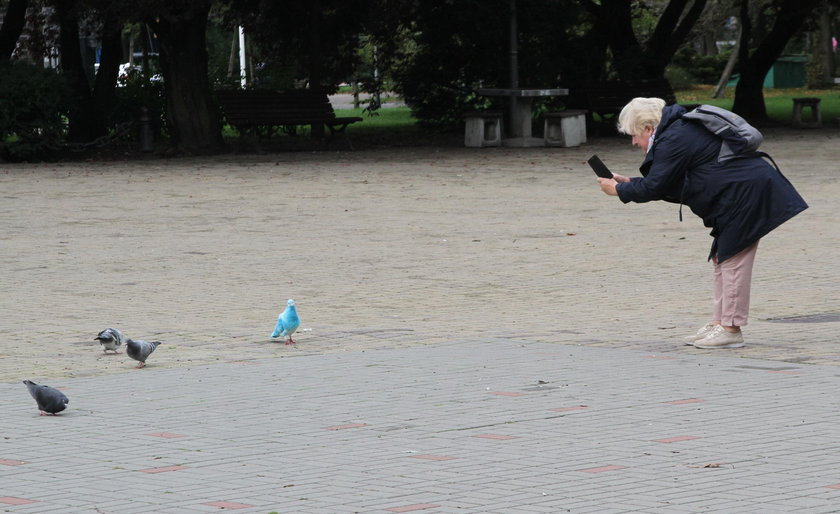 Błękitny gołąb w Kołobrzegu