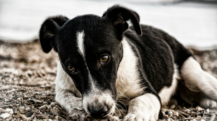 Láncra verve, étel és víz nélkül tartotta a kutyáját egy férfi Veszprémben /Illusztráció: Pexels