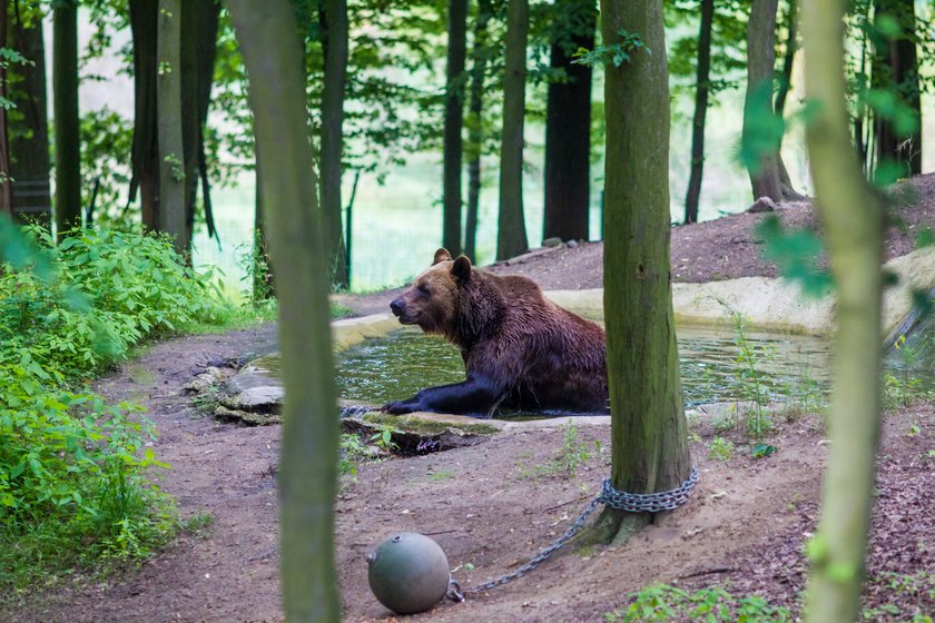 Upał w zoo