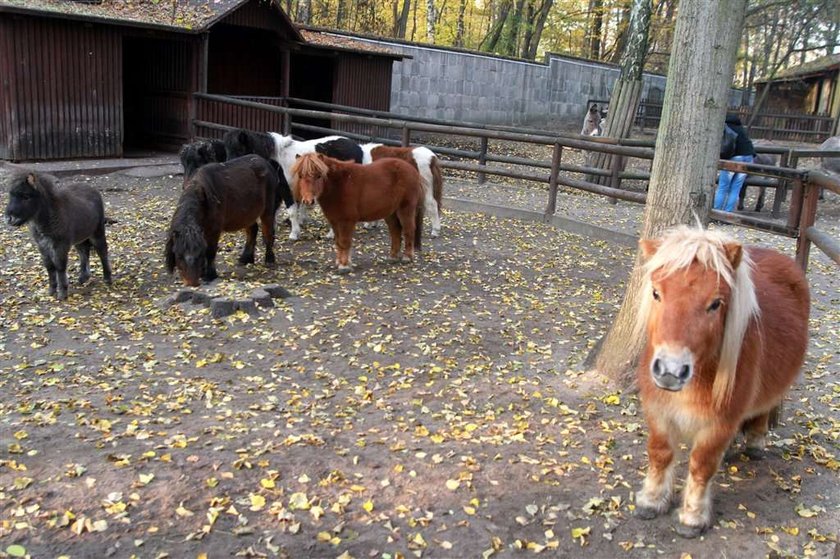 Wielki dramat kucyka Bogusia. Nikt go nie lubi