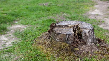 sprytne sposoby na pozbycie się pnia drzewa. bez wysiłku, ciężkiego sprzętu i ponoszenia kolejnych kosztów