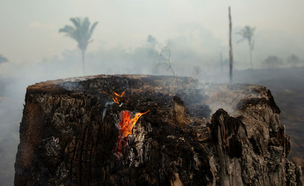 Płonie nie tylko Amazonia. "Sawanna nie przyciąga takiej uwagi"