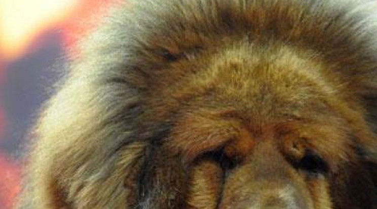 Botrány! Kutyát raktak az oroszlán ketrecébe!- Videó