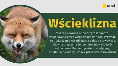 Uwaga na wściekliznę! Jest nieuleczalna [INFOGRAFIKA]