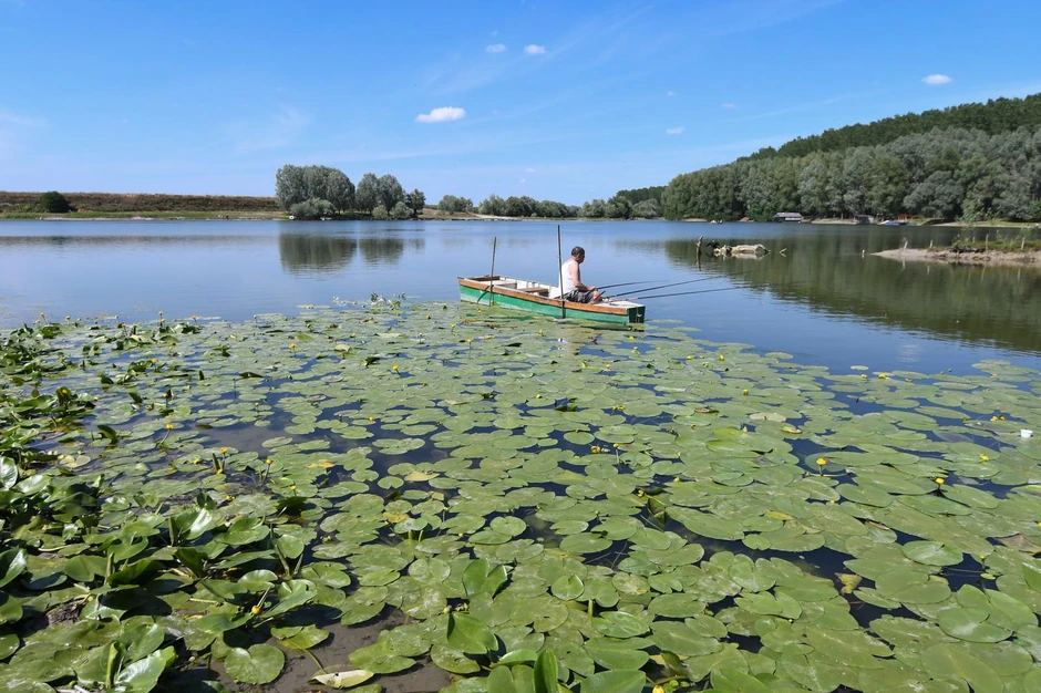 Koviljsko petrovaradinski rit
