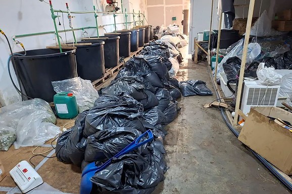 (FOTO) ZAPLENJENO POLA TONA DROGE! Prve slike sa mesta otkrića ilegalne laboratorije marihuane: Ovo je sve nađeno kod osumnjičenih