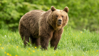 W Pieninach pojawił się niedźwiedź. Park narodowy ostrzega i apeluje