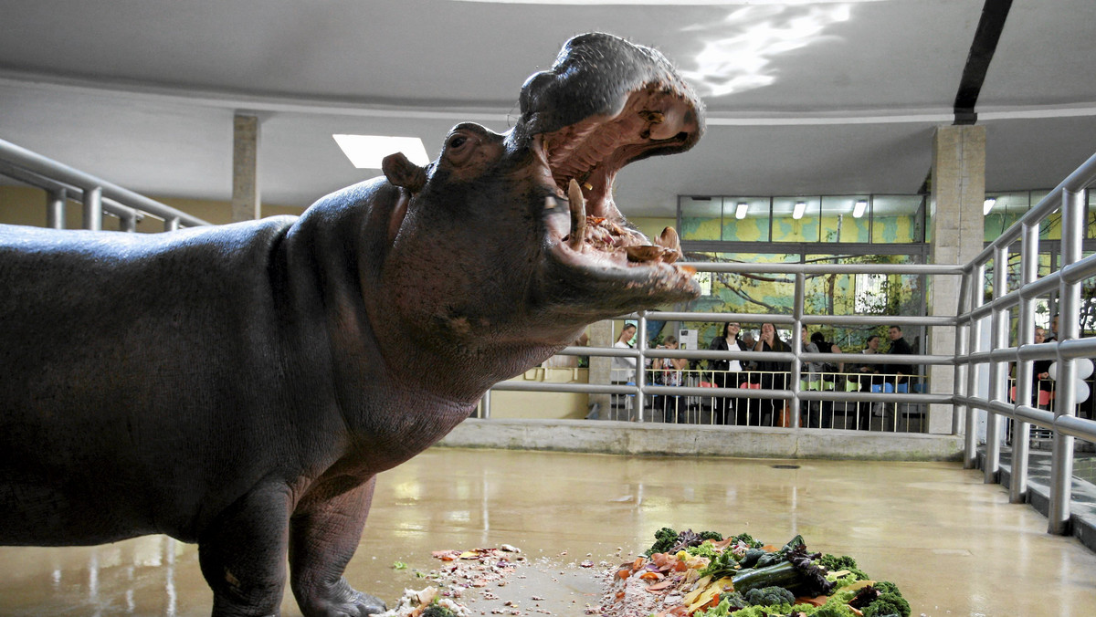 W chorzowskim ogrodzie zoologicznym zmarł najstarszy w Europie hipopotam nilowy Hipolit. Miał około 55 lat. Jedenaścioro jego dzieci mieszka w różnych europejskich ogrodach zoologicznych.