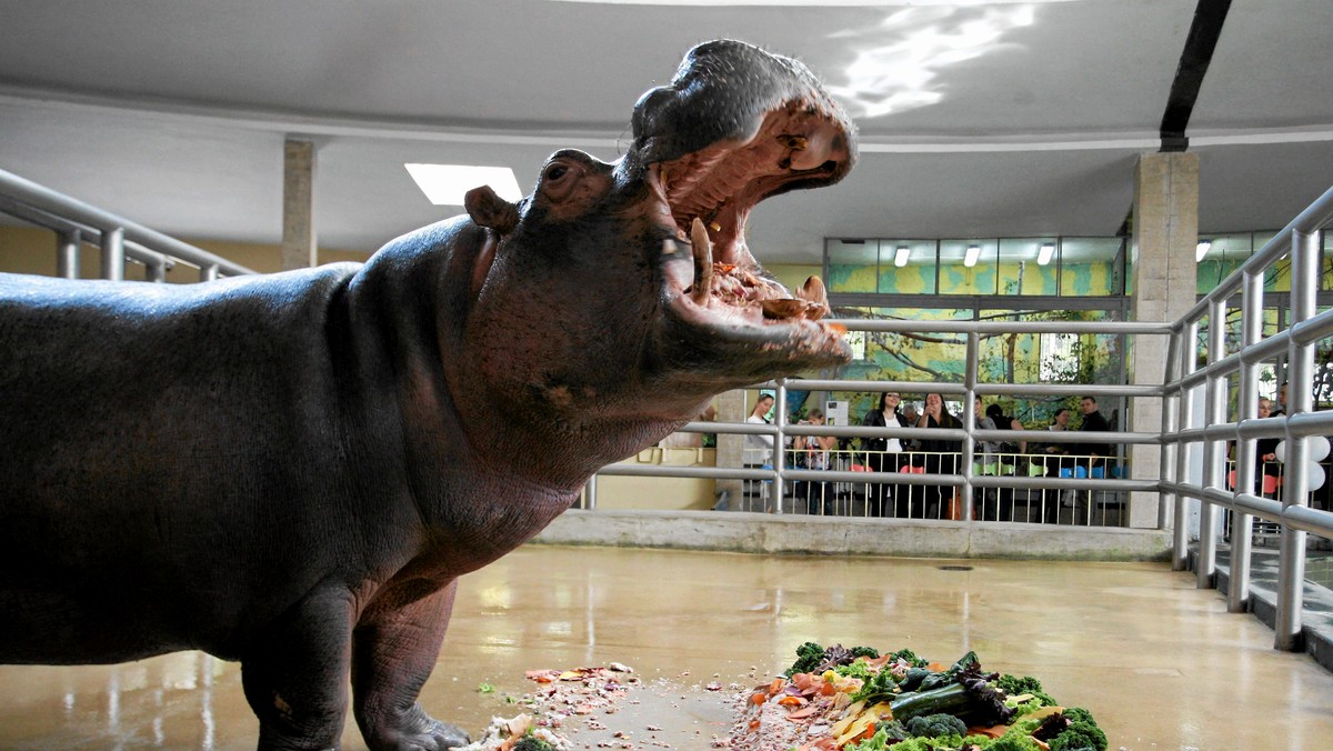 W chorzowskim ogrodzie zoologicznym zmarł najstarszy w Europie hipopotam nilowy Hipolit. Miał około 55 lat. Jedenaścioro jego dzieci mieszka w różnych europejskich ogrodach zoologicznych.