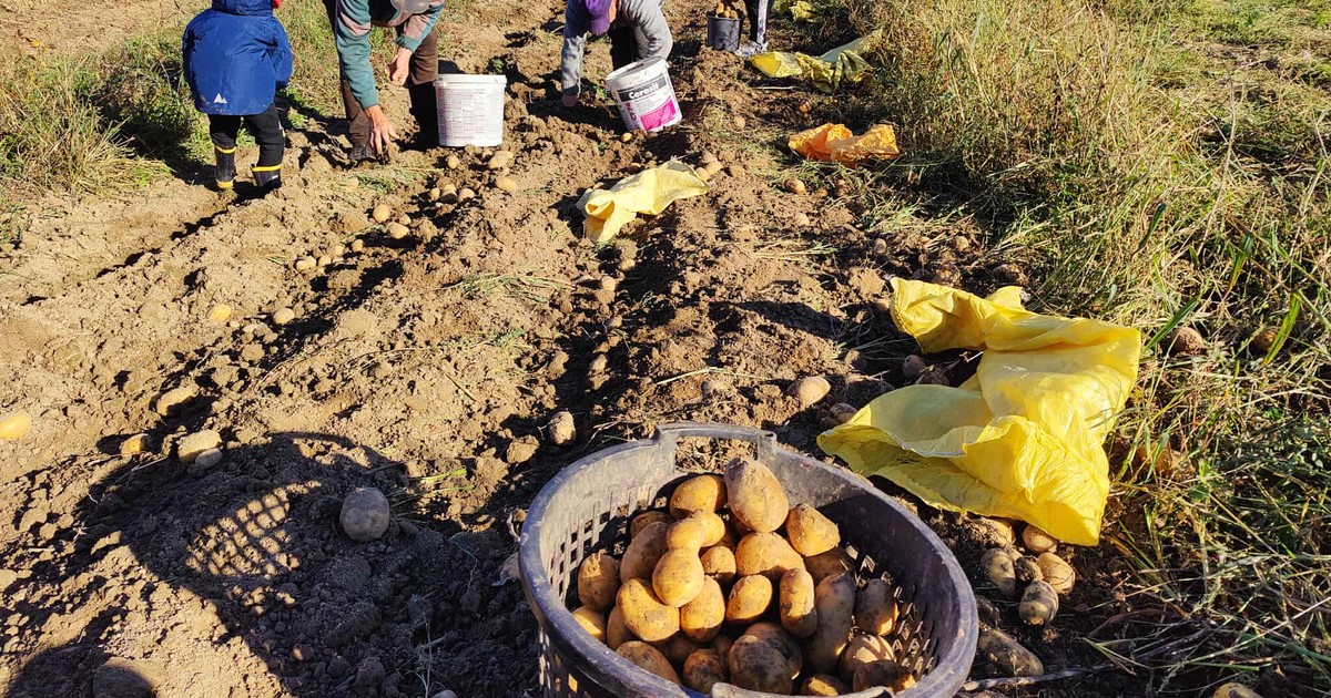 Małopolski rolnik o dramatycznie niskich cenach ziemniaków. "Sprzedawać? Po co!"