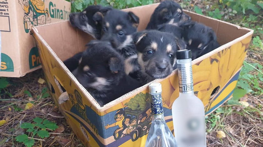 W środku lasu grzybiarze znaleźli karton. Zaniemówili, kiedy zobaczyli, co jest w środku