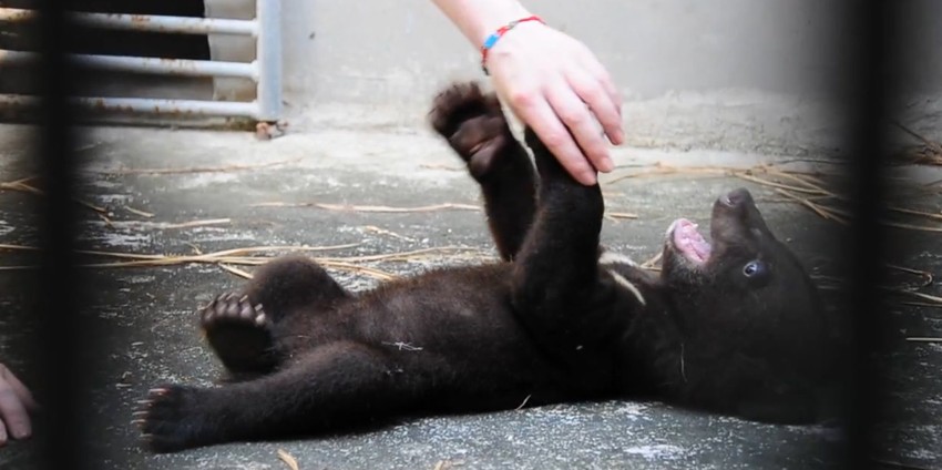 Druženje... Vlasnik farme u Naningu je, međutim, mada se već dugo bavio ovim poslom, na kraju popustio pred ubeđivanjem svoje ćerke da je upitanju užasna okrutnost prema životinjama, i odlučio je da uz pomoć organizacije Enimalz Ejža farmu pretovri u rezervat za medvede i obrazovni centar.  Kupanje... Šta više, oganizacije je uzela u zakup zamljište i objekte farme, i obezbedila je na njoj posao za svih devet dosadašnjih radnika, tako da niko nema razloga da bude nezadovoljan.