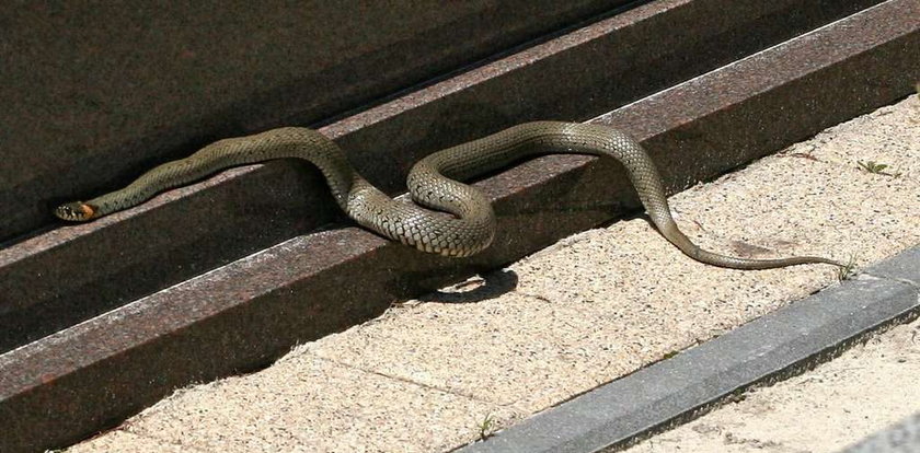 Klątwa węży na cmentarzu
