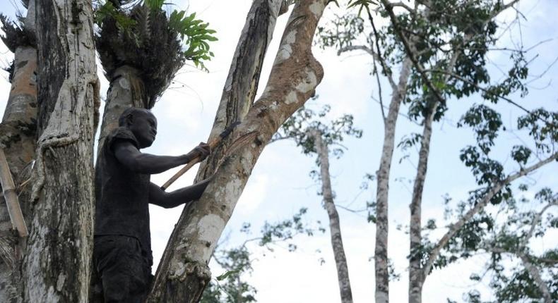 A worker cuts the bark of a rubber tree on a plantation of US company Firestone in Harbel, Liberia, on October 17, 2016