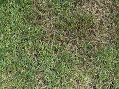 Trawnik usycha. Co zrobić, żeby trawnik był zielony?