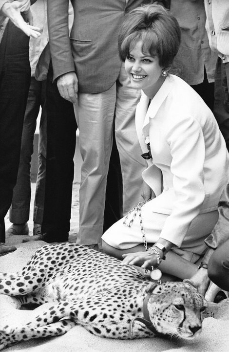 Claudia Cardinale z gepardem w Cannes w 1963 r. 