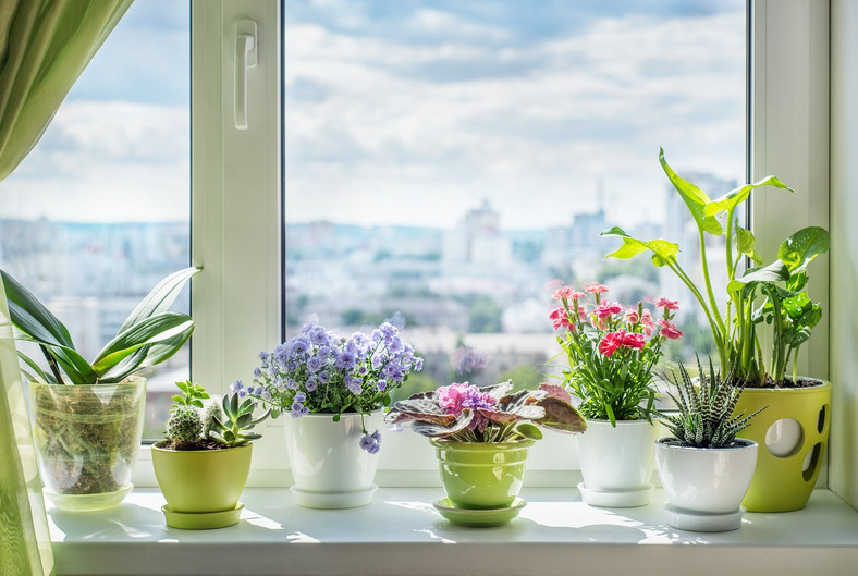 Doniczki na rośliny / shutterstock 