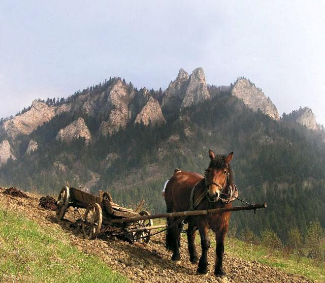 Galeria Polska - Pieniny, obrazek 10