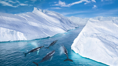 Na Grenlandii niebezpieczne ocieplenie wód. "Nie ma już 30 proc. stabilnych lodowców "