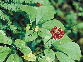ginseng-noveny-d0000103388338a89f9ed