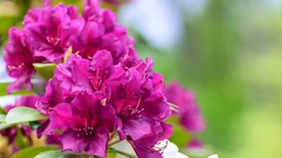 nawożenie rododendronów. kiedy i czym nawozić rododendrony? jaki jest najlepszy nawóz do rododendronów? jak zrobić domowy nawóz do rododendronów?