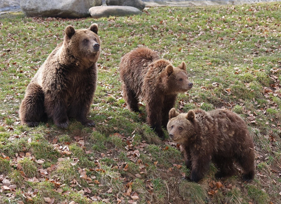 Na Balaknu su smeđi medvedi uglavnom prisutni u brdsko - planinskim predelima