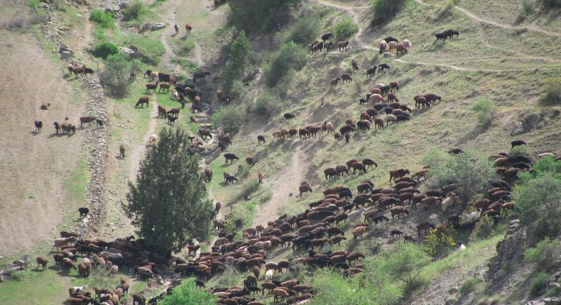 A herd of sheep flowing through high altitude slopes (2000m elevation, Uzbekistan).