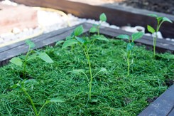 Ogrodnicy nie wyrzucają skoszonej trawy do śmieci. Oto co z nią robią