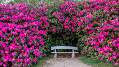 Listopad to ostatni dzwonek, by przygotować rododendrony do zimy