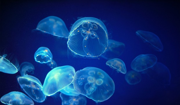 Meduza